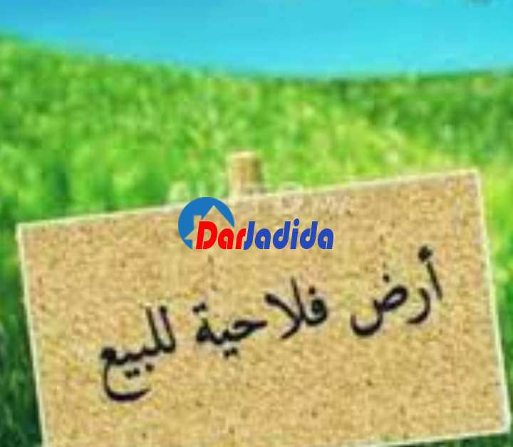 Vente Terrain  Skikda