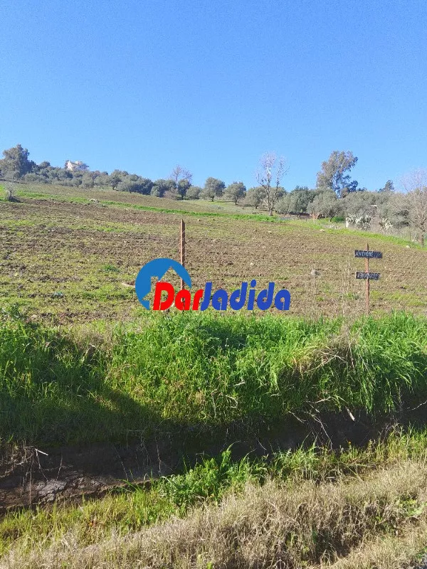 Vente Terrain  Tizi-ouzou