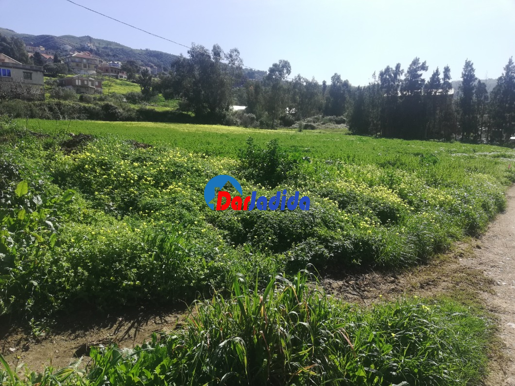 Vente Terrain  Tizi-ouzou