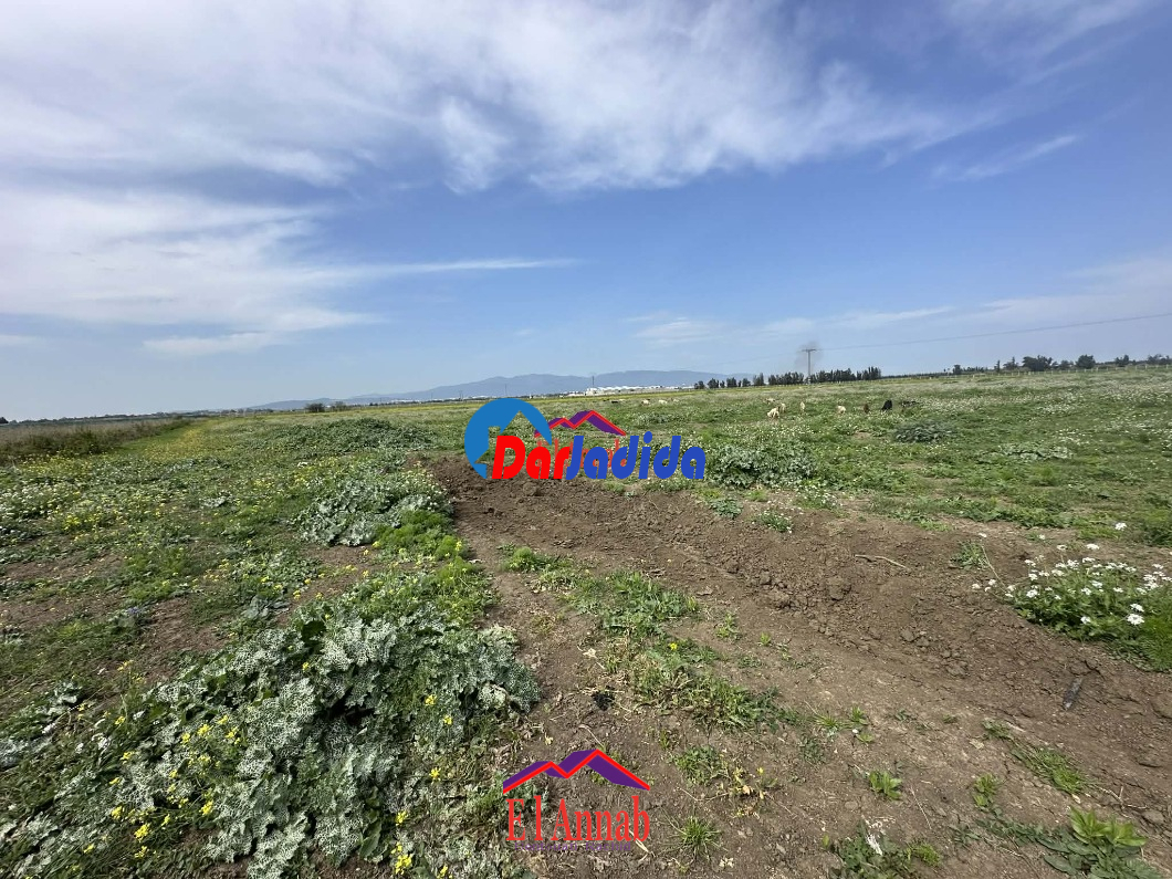 Vente Terrain  Annaba
