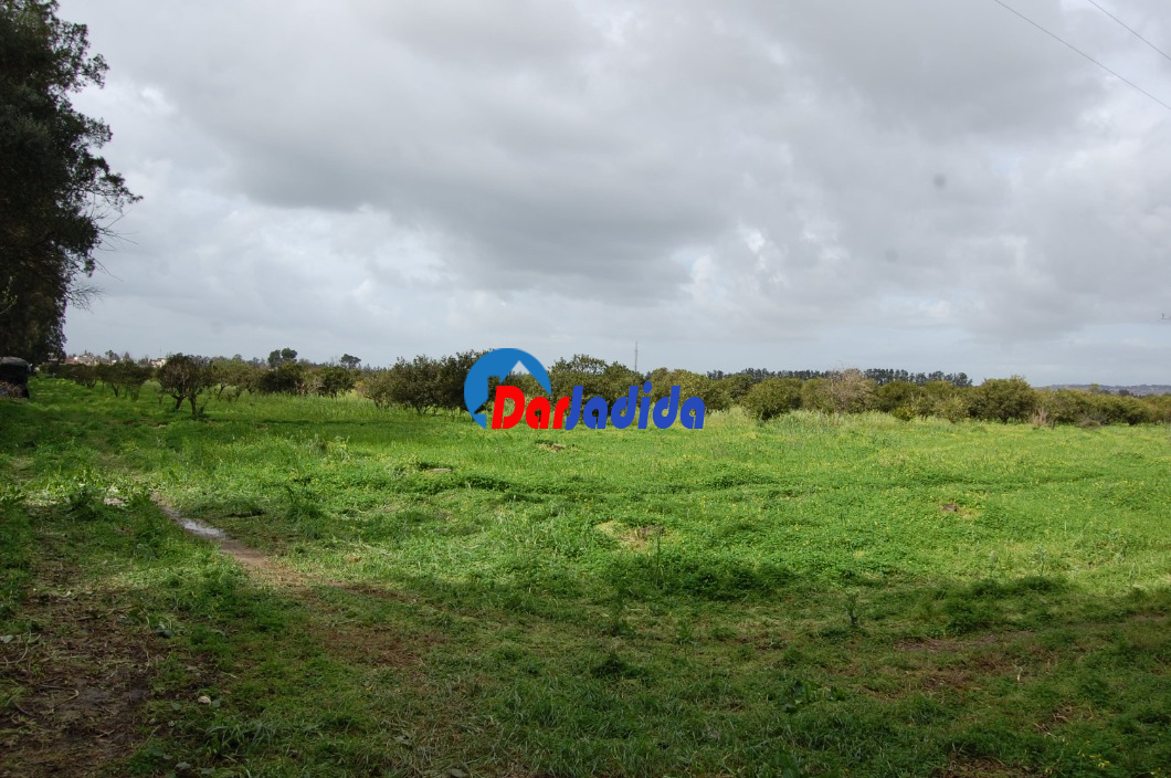 Vente Terrain  Alger